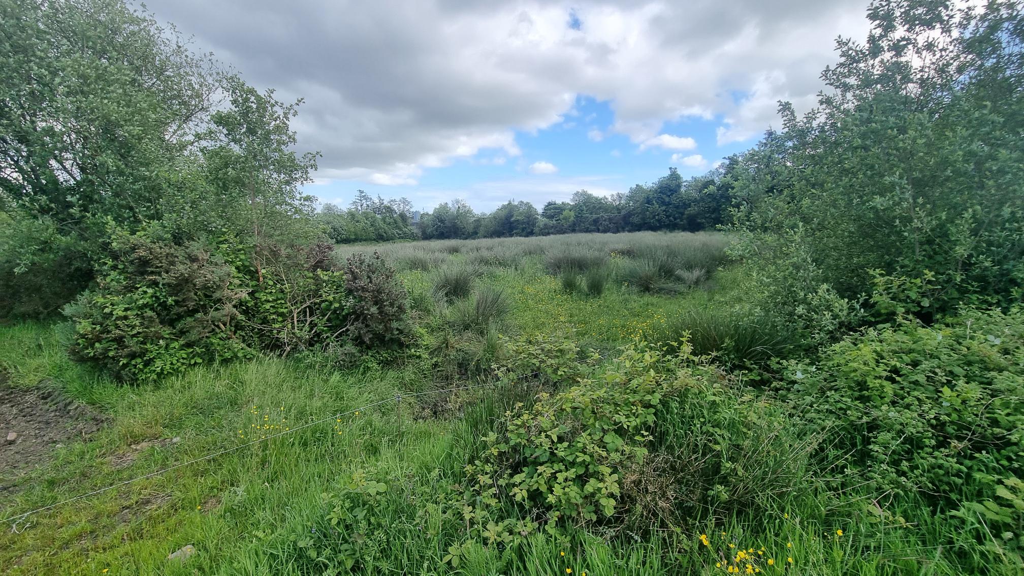 c.24.5 acres at corryarbeg carrickroe, Carrickroe