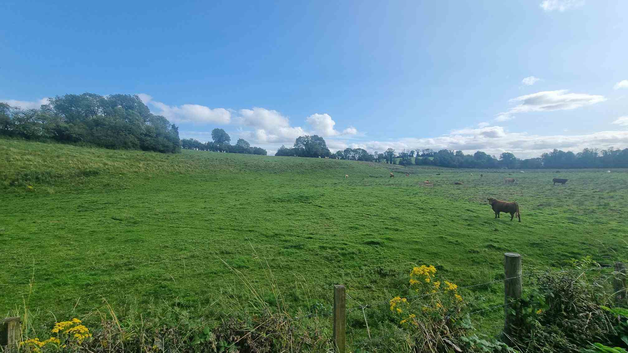 c.25 acres at clonlura drummully clones, Clones