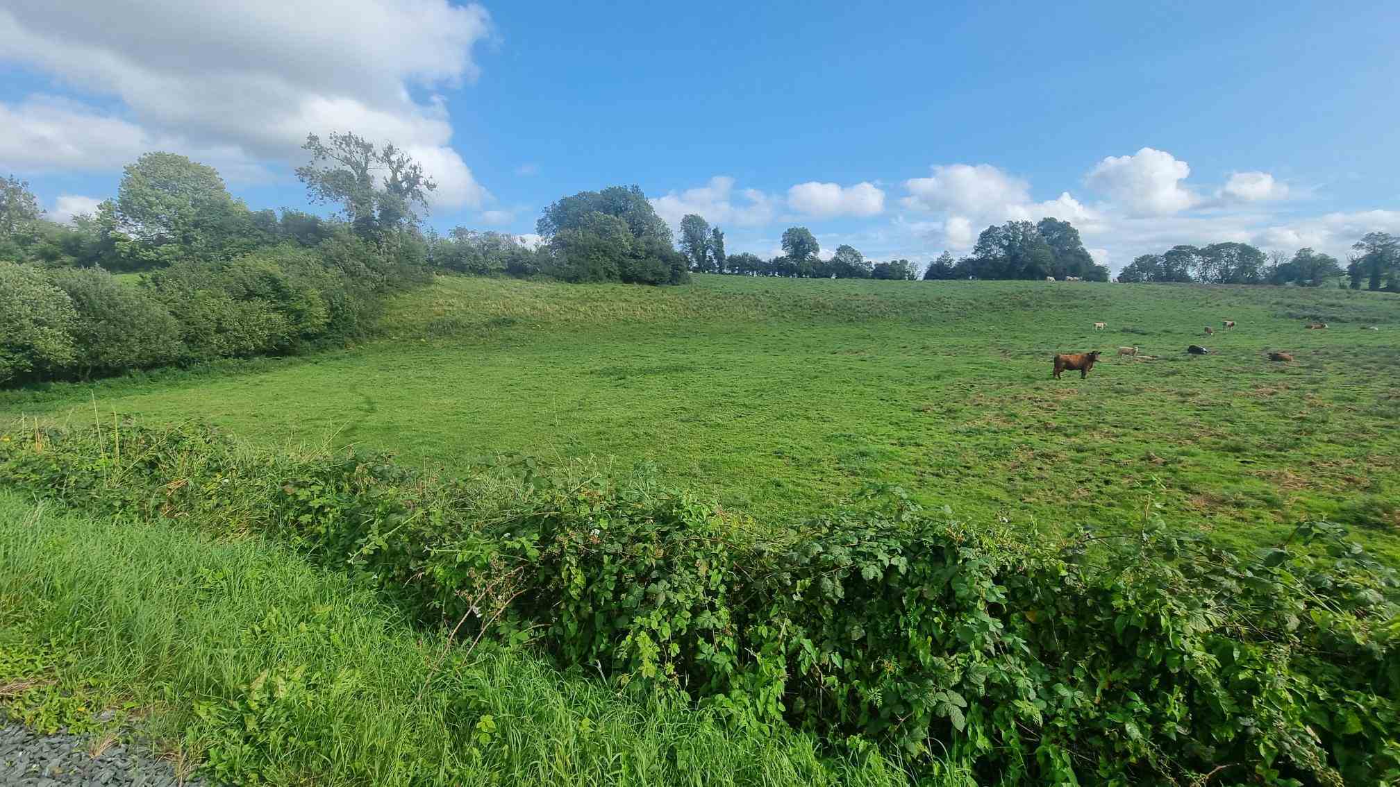 c.25 acres at clonlura drummully clones, Clones